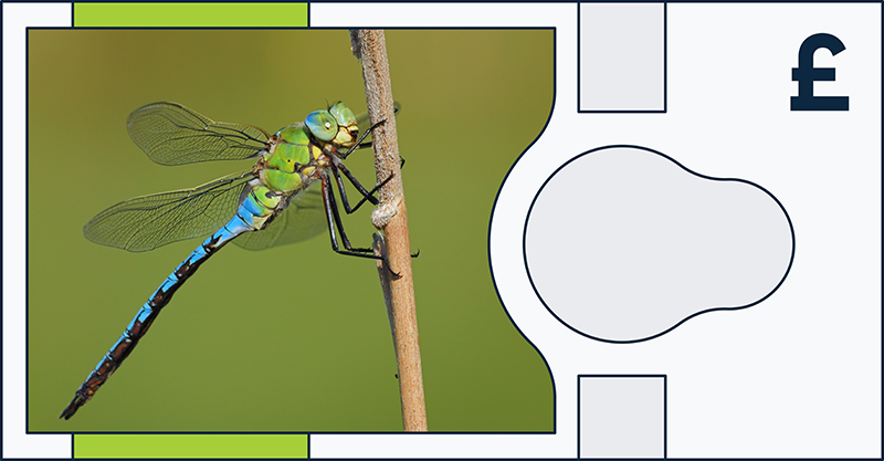 Emperor dragonfly