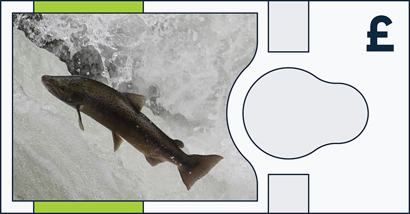 Atlantic salmon