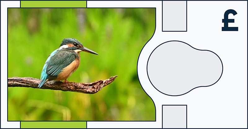 Common kingfisher