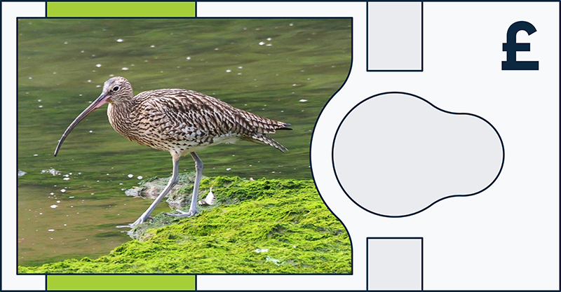 Eurasian curlew