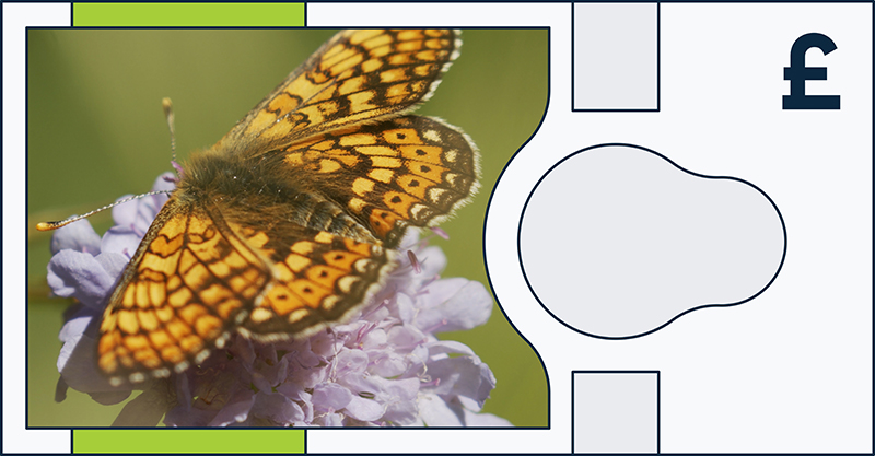 Marsh fritillary butterfly