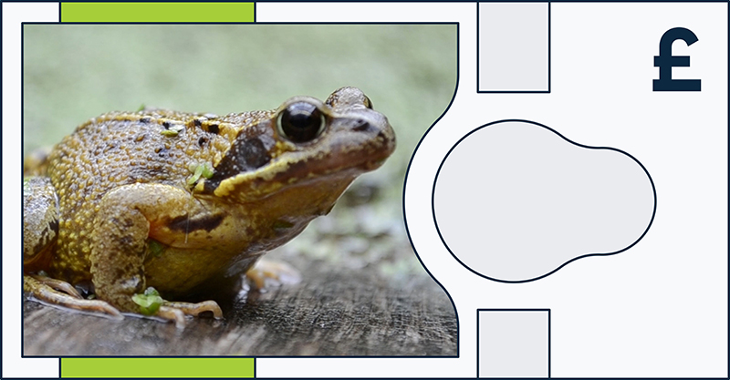 Common frog
