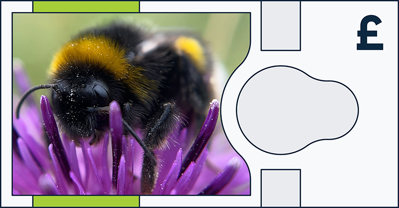 Buff-tailed bumblebee
