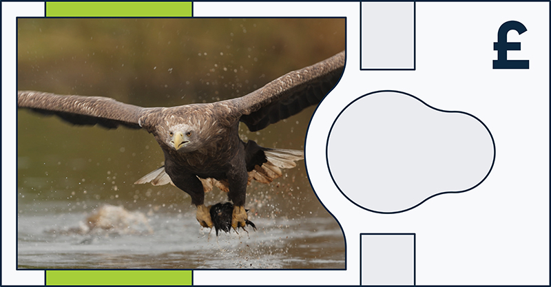 White-tailed eagle