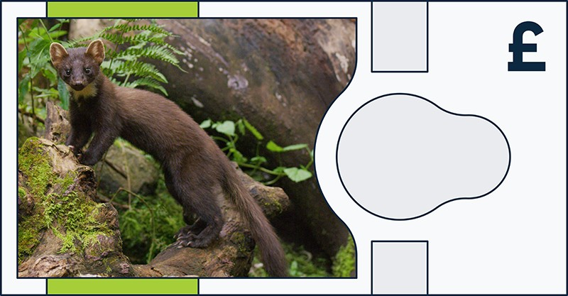 Pine marten