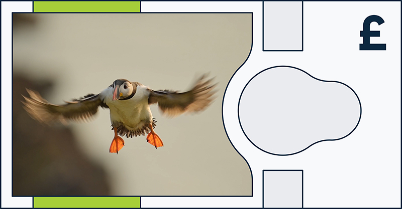Atlantic puffin