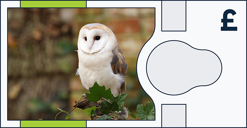 Barn owl