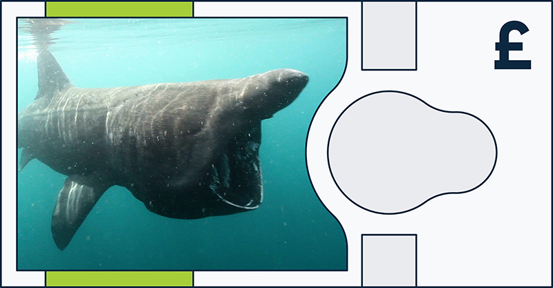 Basking shark
