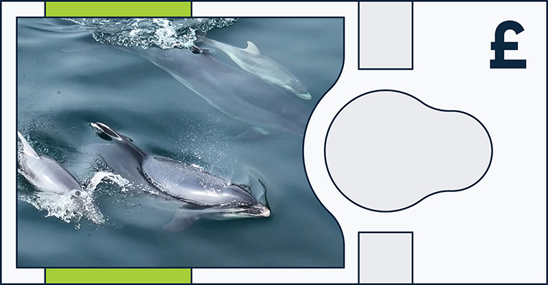 Bottlenose dolphin