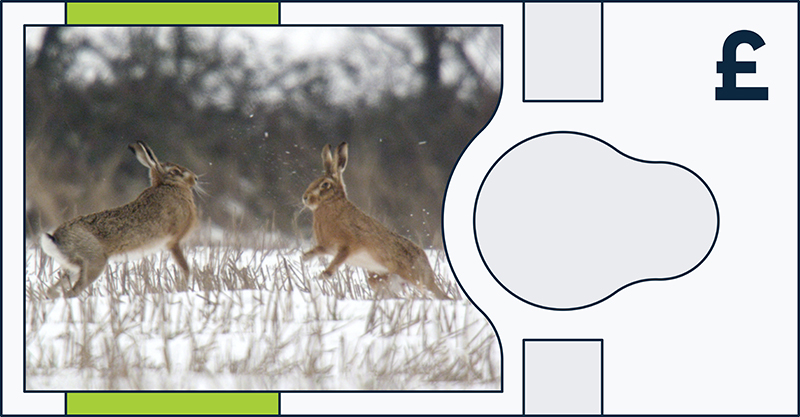 Brown hare