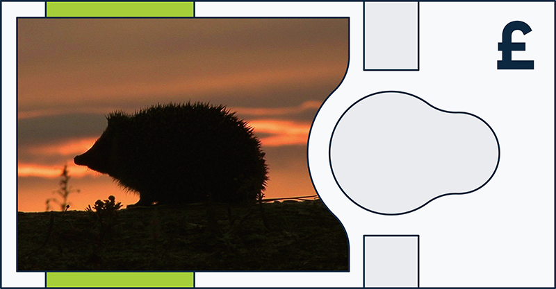 European hedgehog