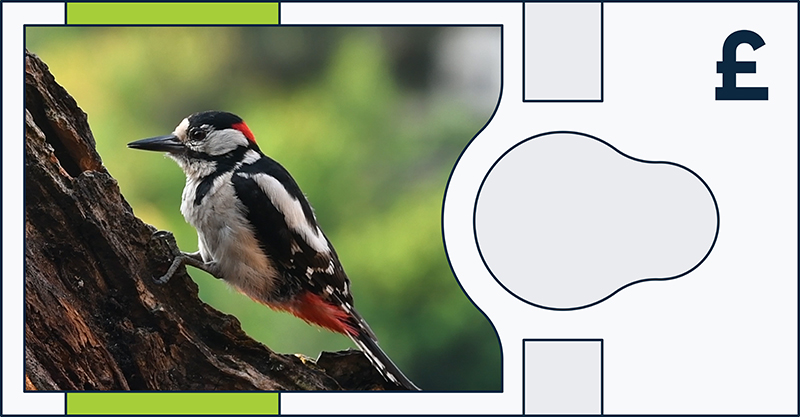 Great spotted woodpecker