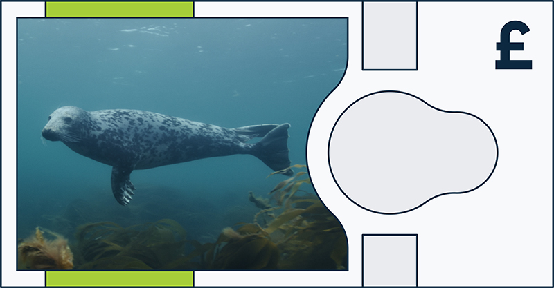 Grey seal