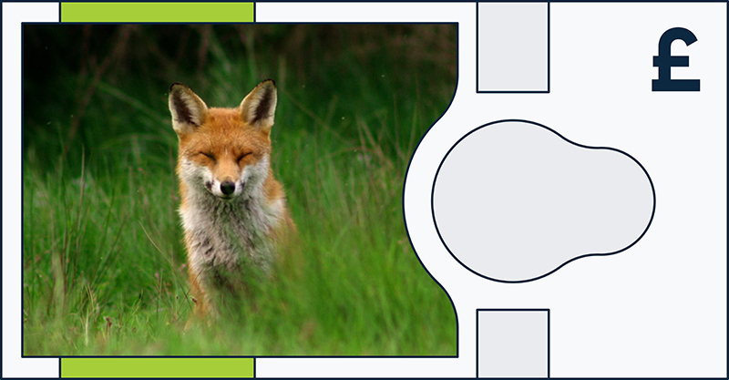 Red fox