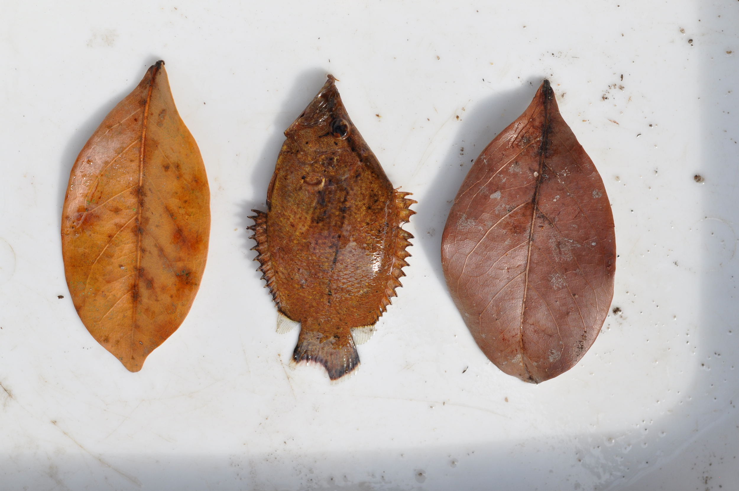 The Amazon leaffish which mimics a dead leaf_Photo by Mark Sabaj.png