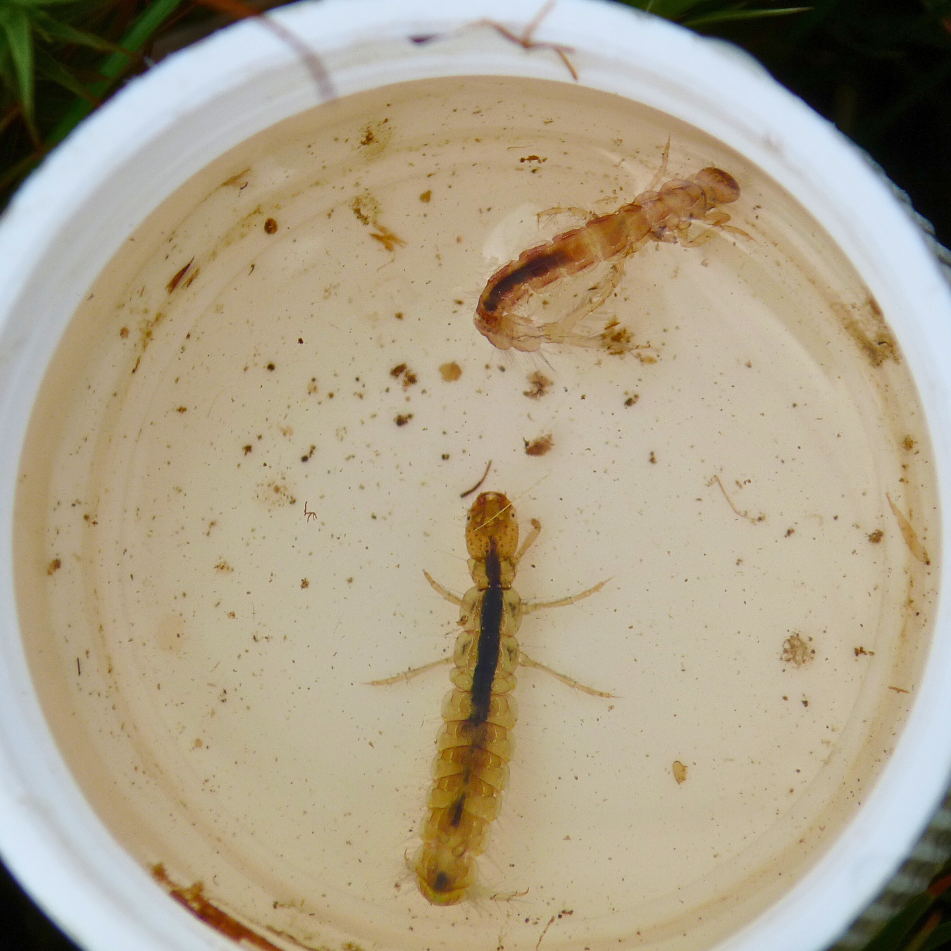 Lakefly citizen science project set to continue as volunteers help shape the future of lake monitoring