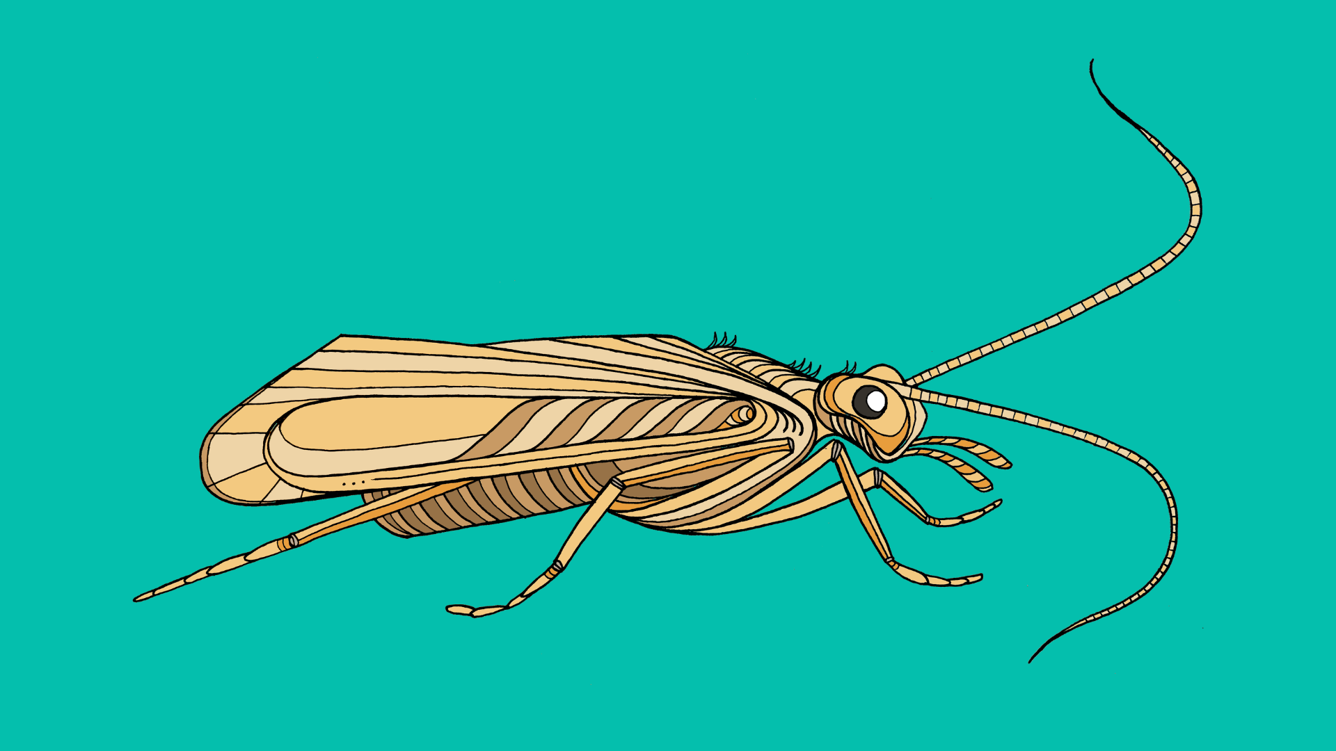 Malham Sedge_FBA AQUA background.png