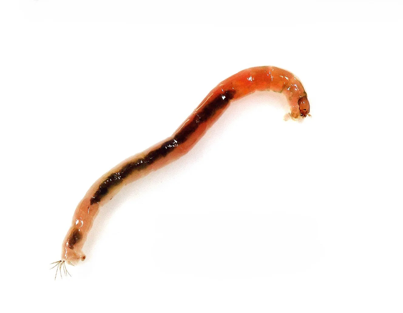 Group 24: Non-Biting Midges — Freshwater Biological Association