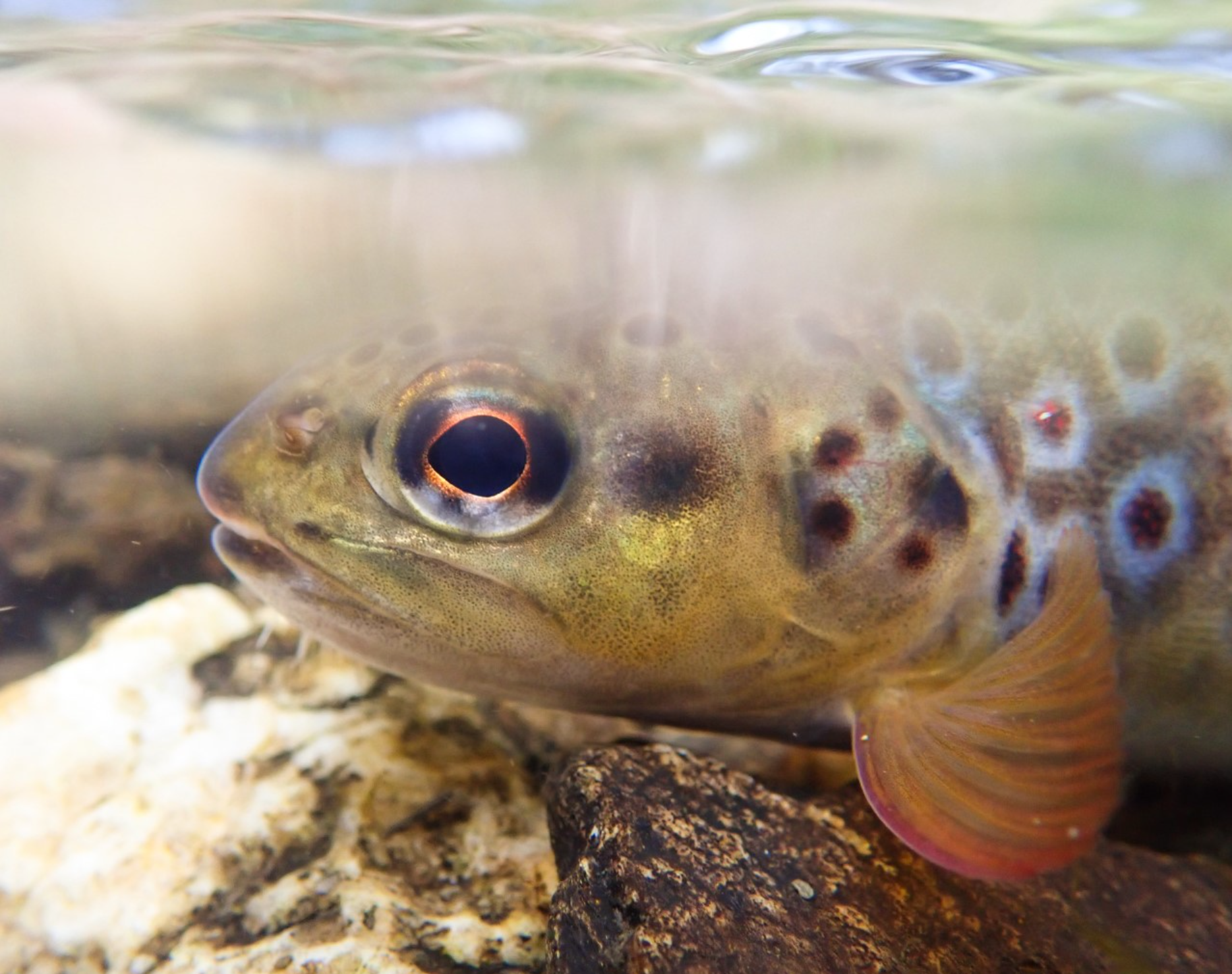 A wild brown trout living in a metal-polluted river in west Cornwall