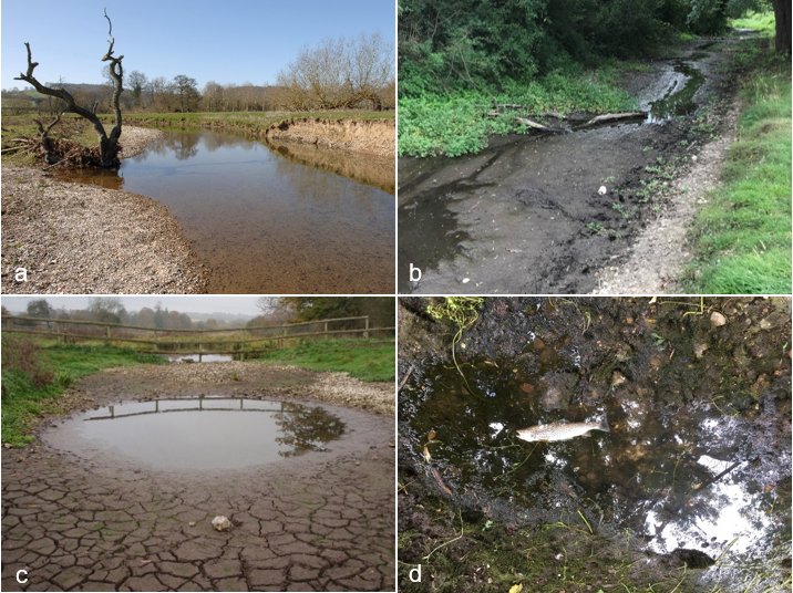 What dries ahead? How future droughts could shape biodiversity in UK rivers