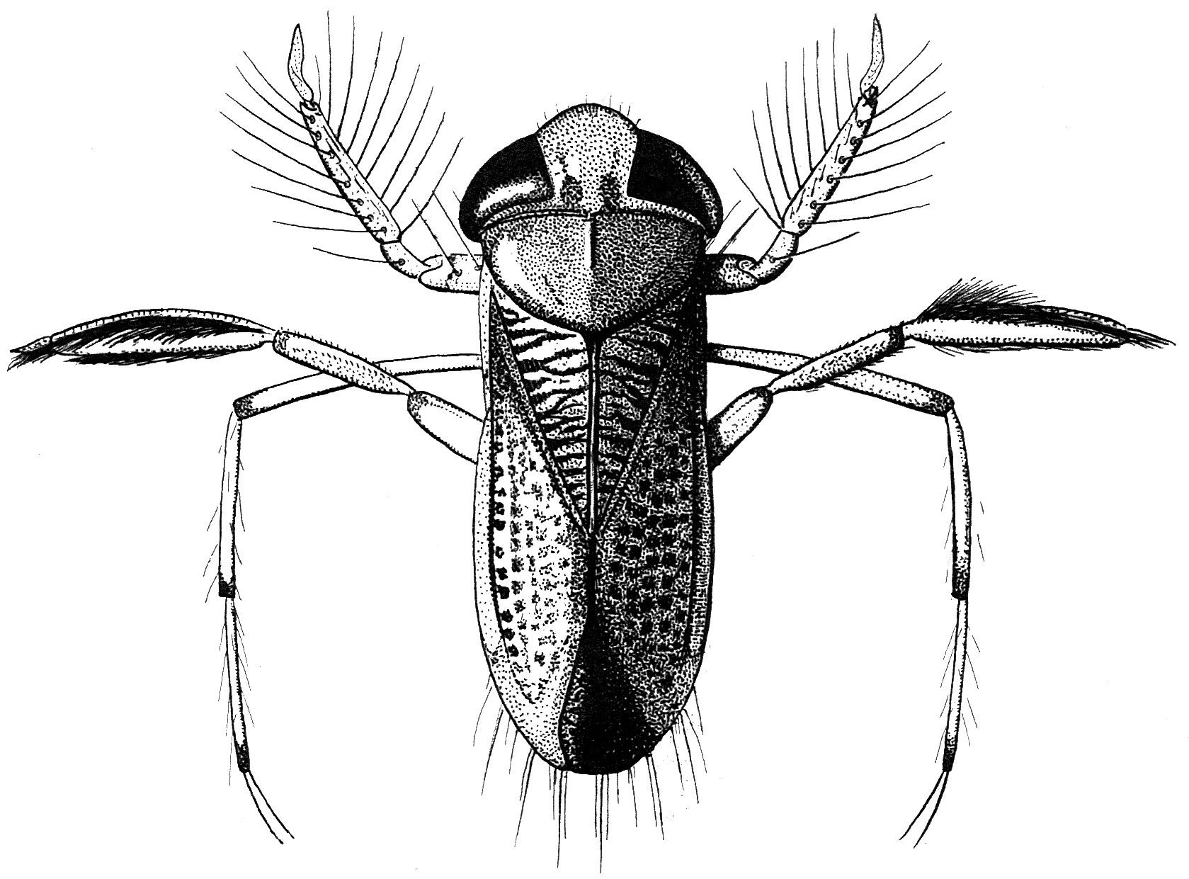 Tba Insects Freshwater Biological Association | Environmental Research and Advocacy