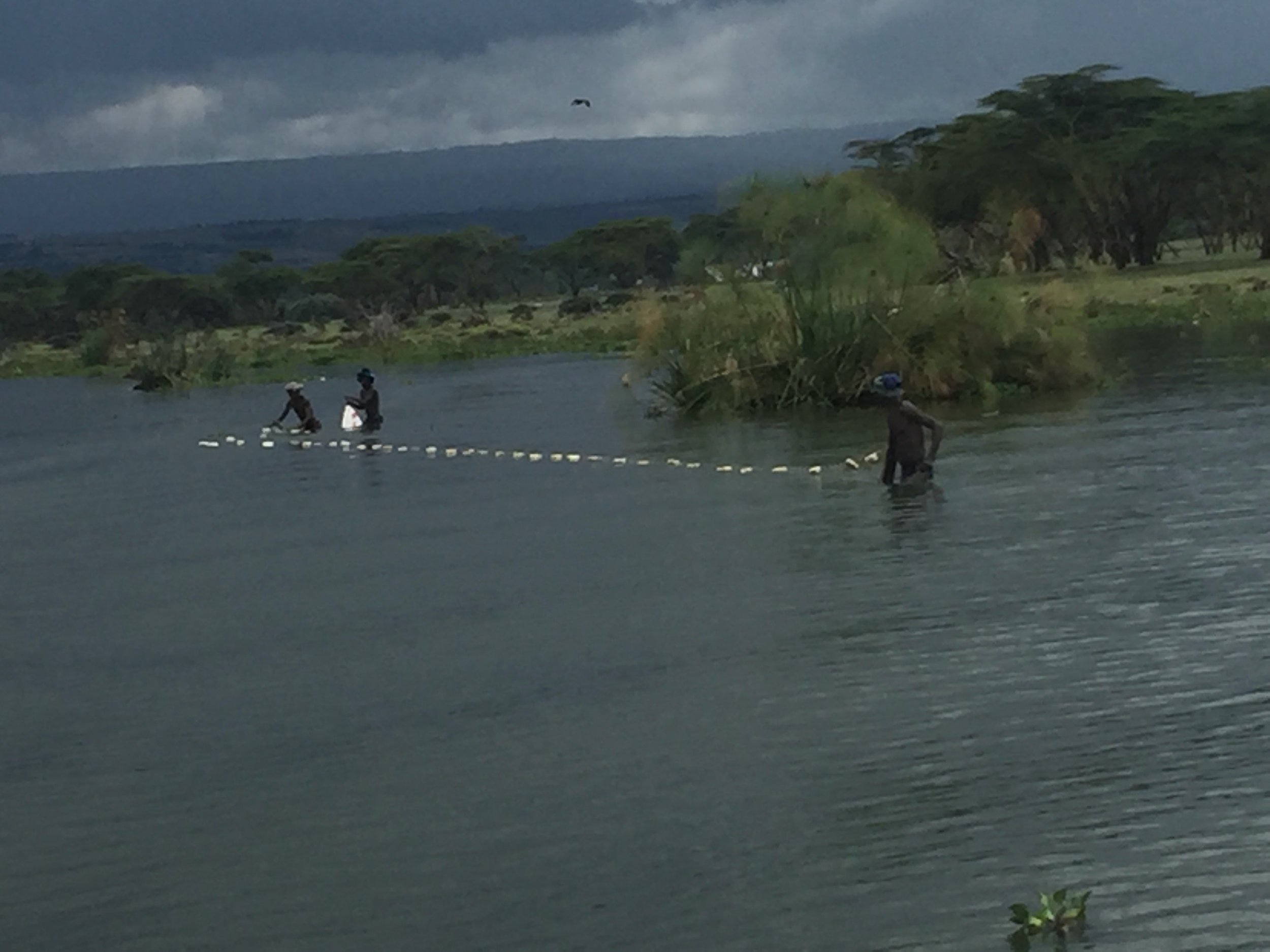 Figure 5. Illegal fishermen use a seine net in the shallow lake waters.