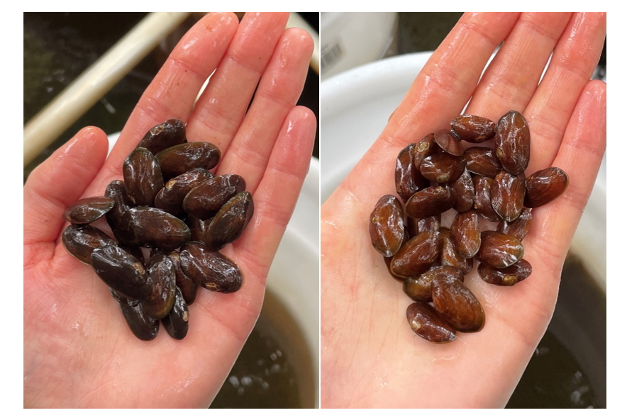 Figure 6. Shell colour comparison between the River Esk (left) and Kent silo mussels (right).
