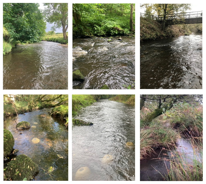 Survival of young freshwater pearl mussels: insights from in-situ experiments in two northern rivers