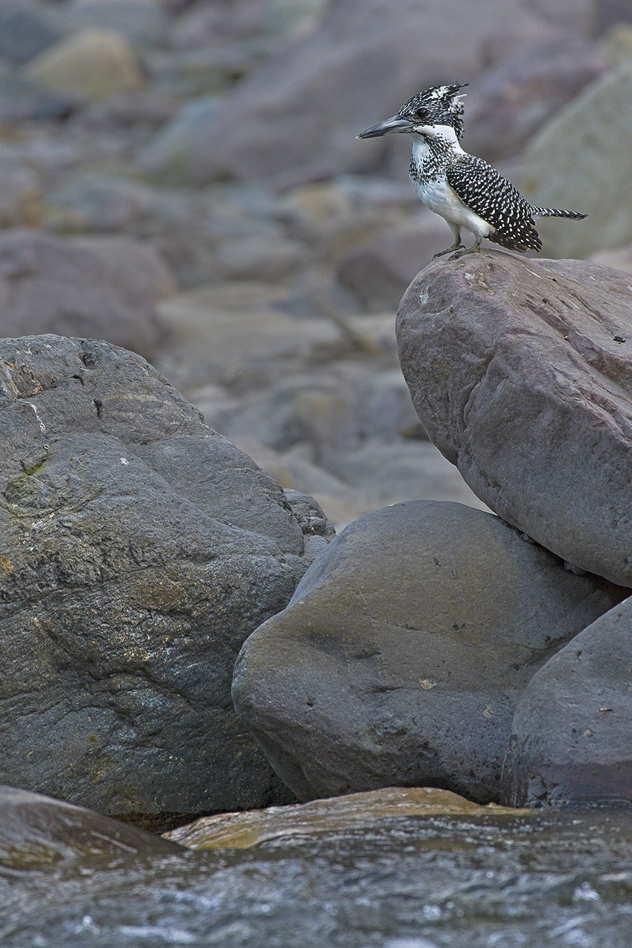 Crested kingfisher from the Himalayan region. Image Nilanjan Chatterjee.