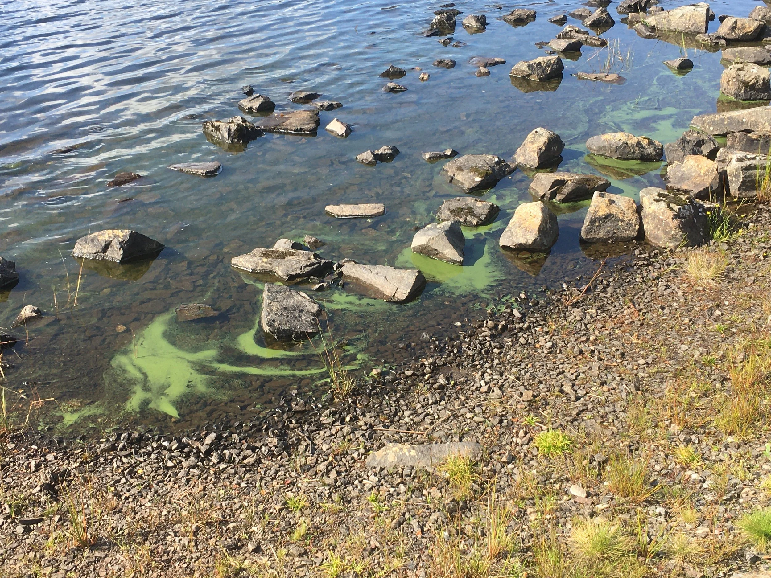 A cyanobacterial bloom on a Scottish loch