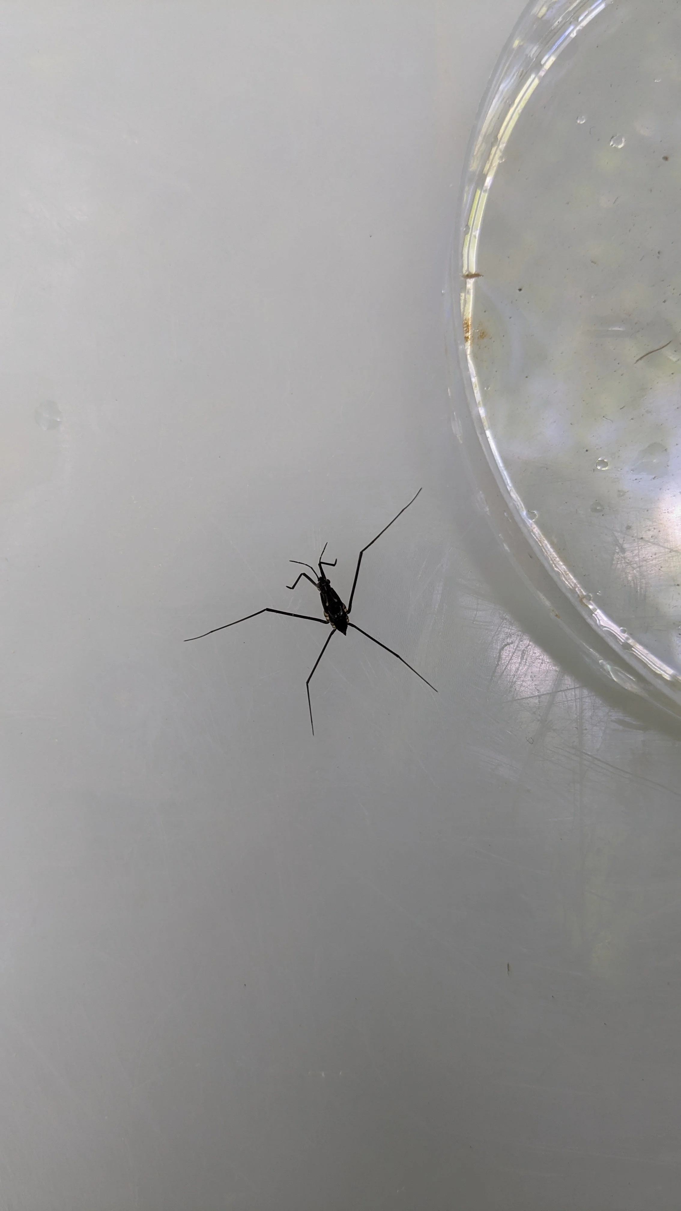 Water Mug Insect Group 17: Water Bugs - Surface-Dwelling — Freshwater Biological Association