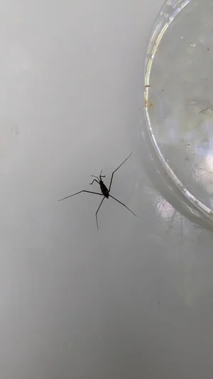 Group 17: Water Bugs - Surface-Dwelling — Freshwater Biological Association