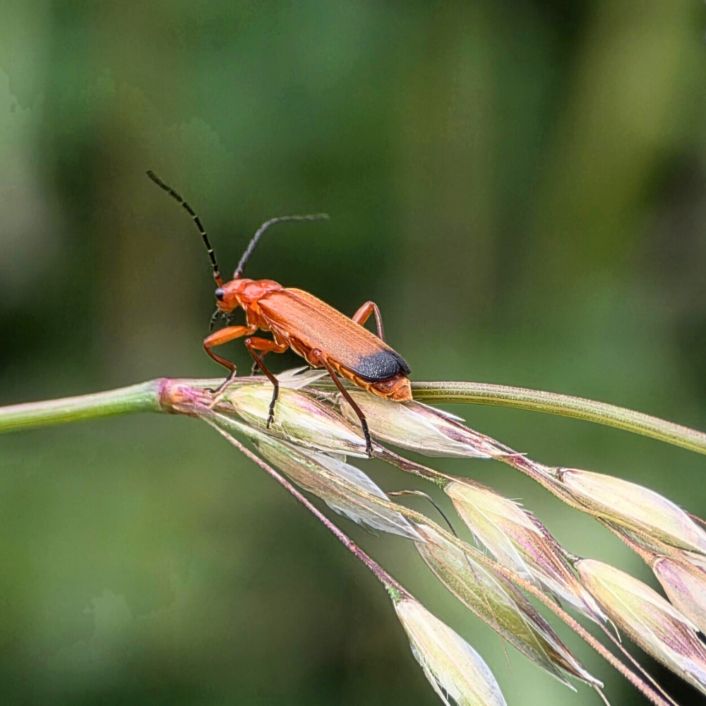 FBA_Pond Restoration Training_6.png