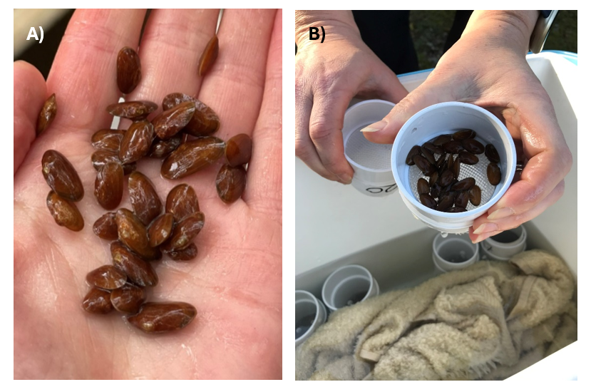 (A) Propagated mussels used in the silo trials, and (B) a cup containing 30 juvenile mussels
