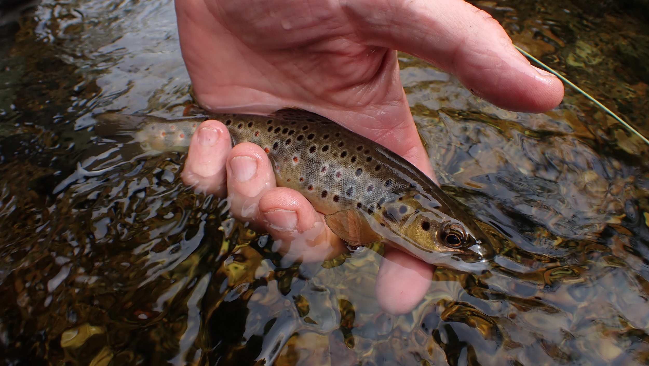 Underneath the scales of the humble trout lie astonishing evolutionary stories. Genome duplicating events 80 million years ago have left these fish with extra copies of genes: this redundancy allows for new adaptive functions to arise.