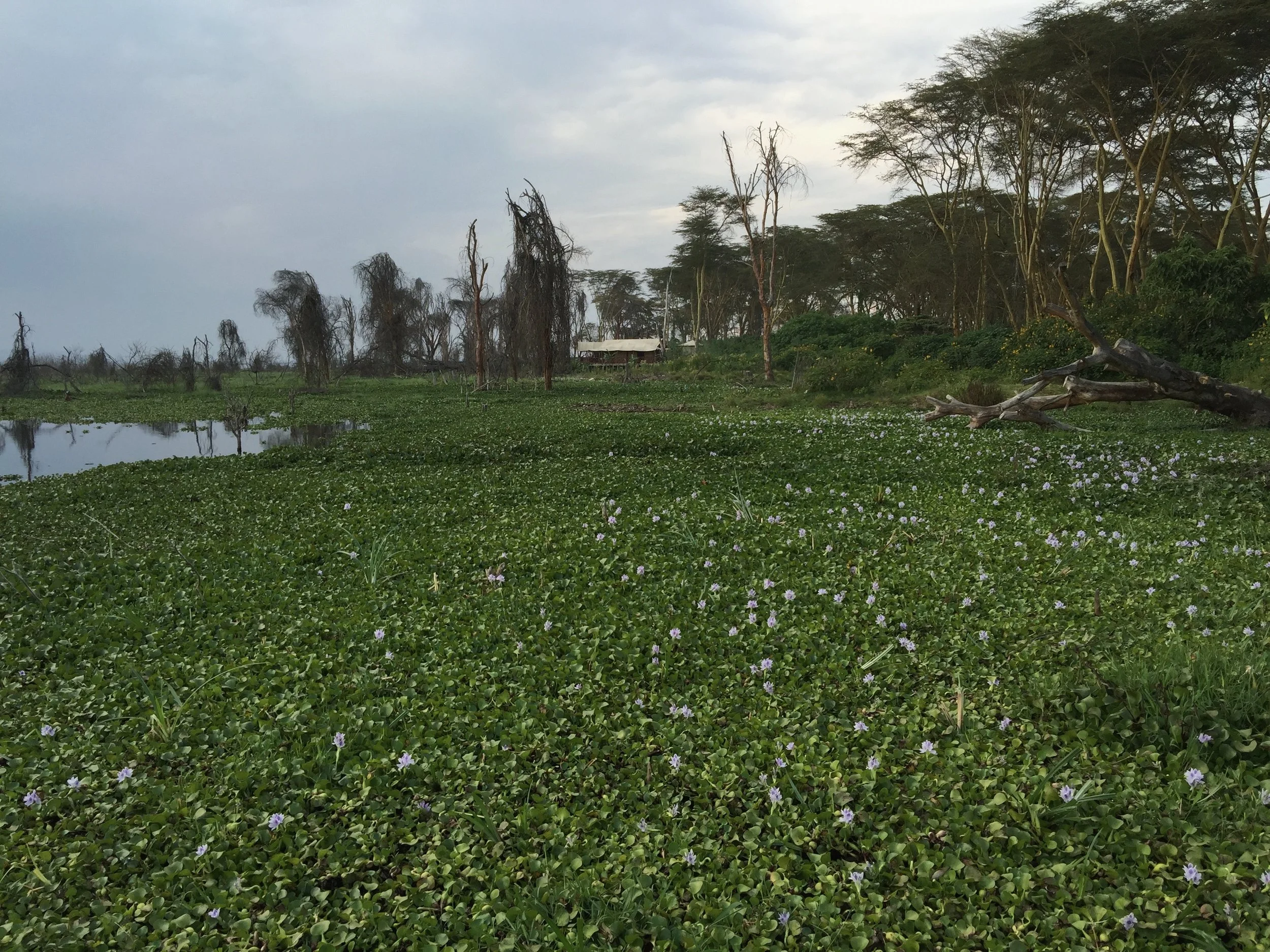 Figure 2. Proliferation of the invasive water hyacinth Eichhornia crassipes, in 2015.