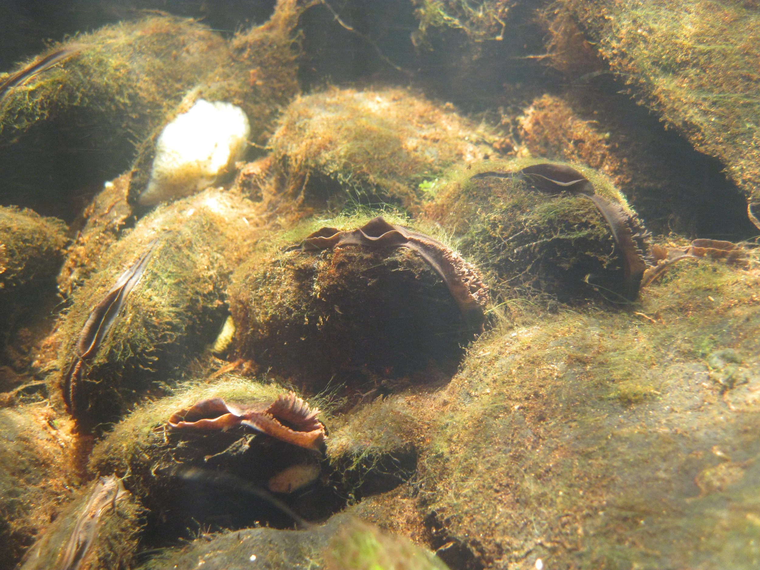 Freshwater Pearl Mussel Ark — Freshwater Biological Association