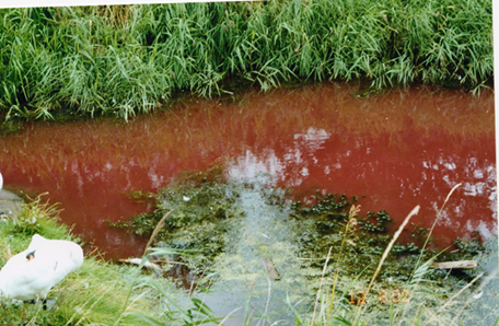 Algea Course Promo Picture2.png