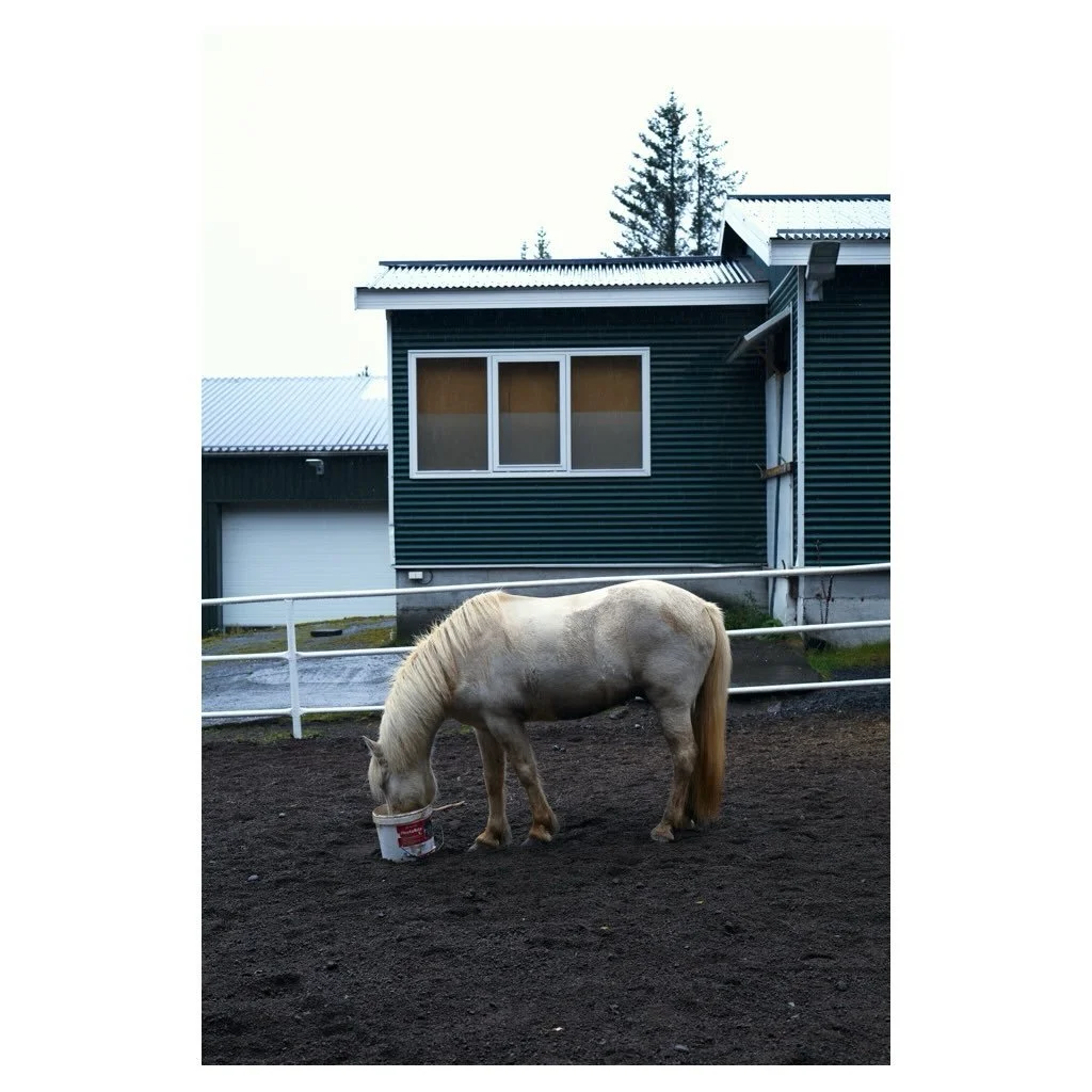 Iceland Horse

#iceland #leclandhorse #horse #leicam11