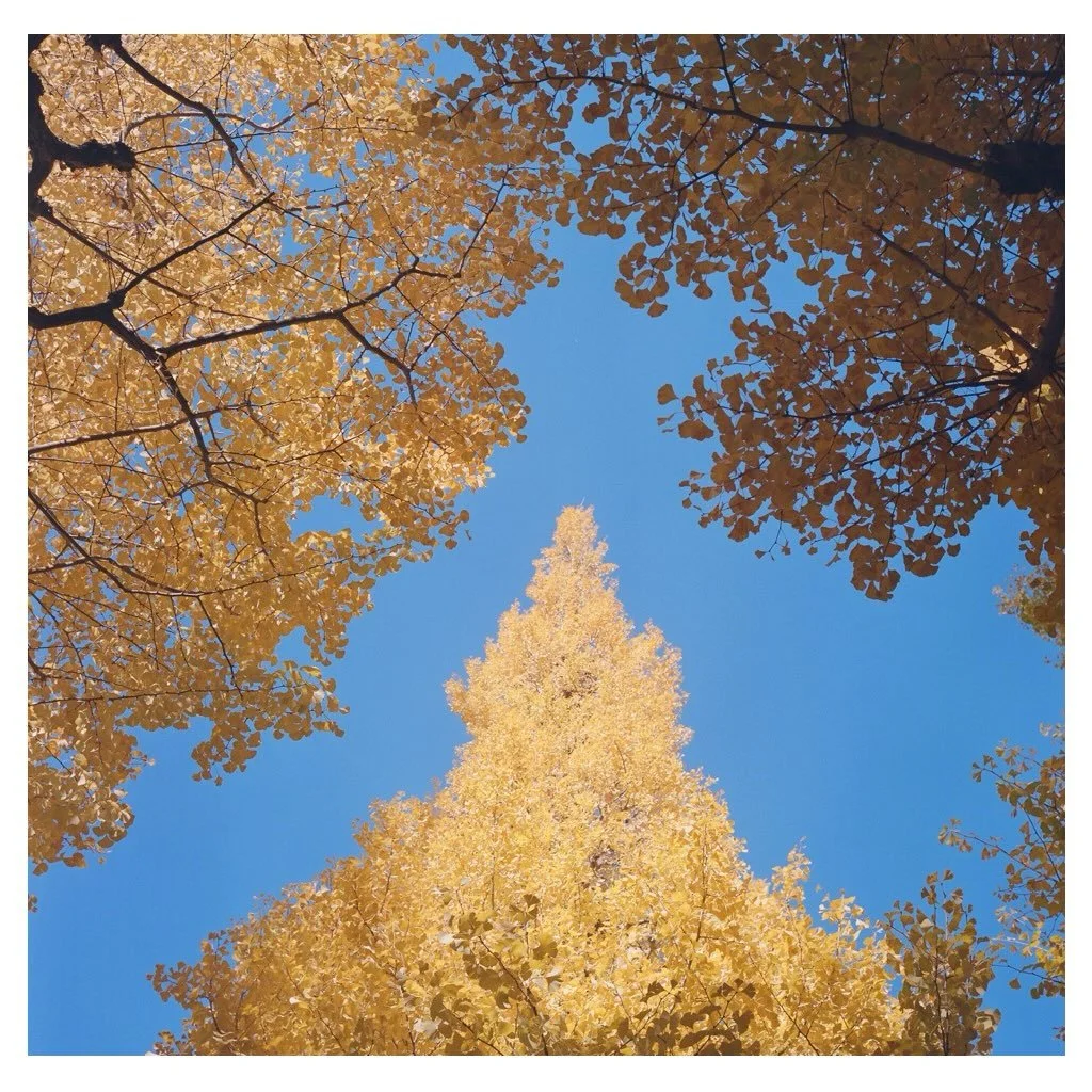 Kinko pyramid 

#tokyo #kinko #kodak #portra400 #rolleiflex