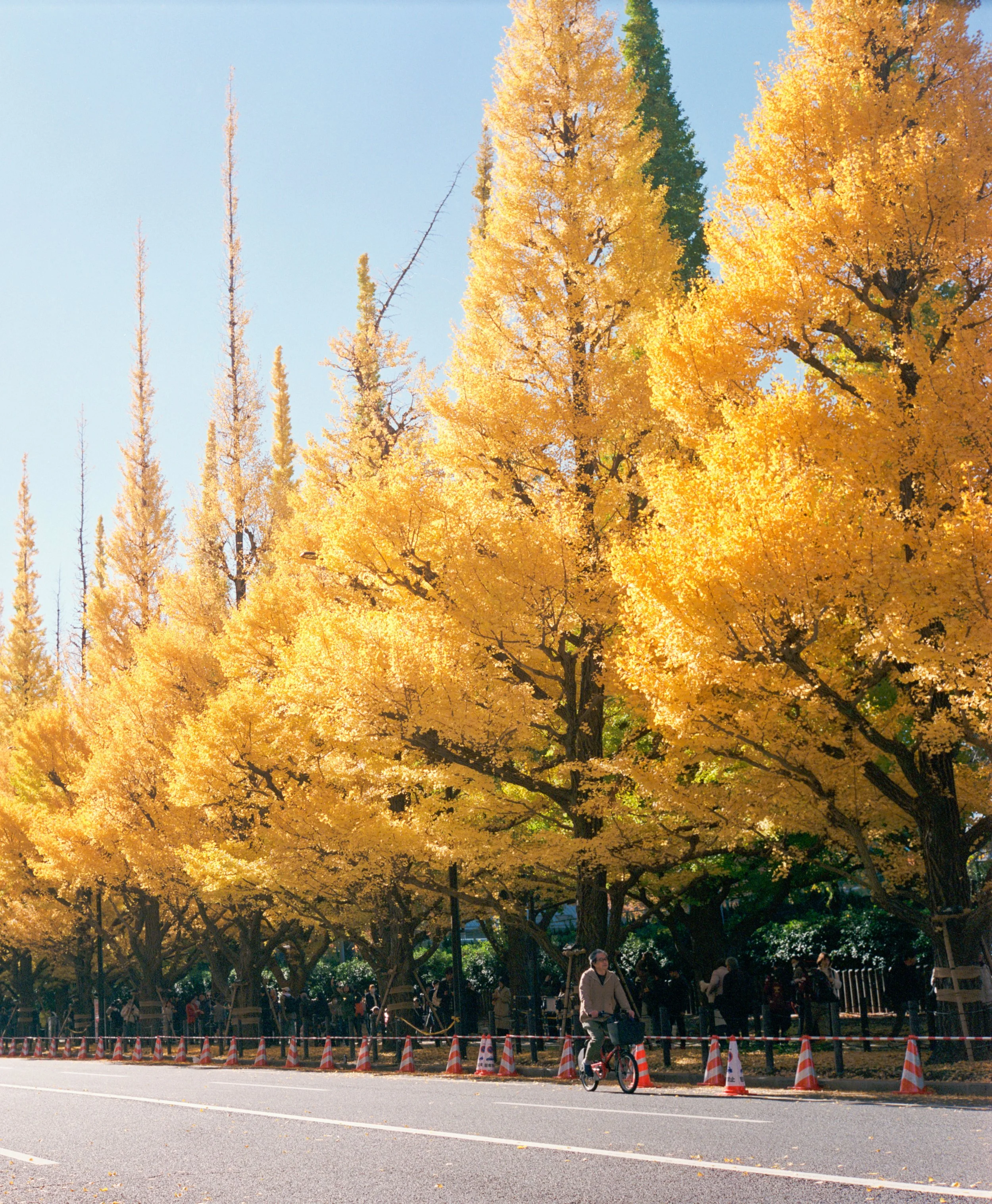 2025 Nov Tokyo (16)_ Portra 800_10.jpg