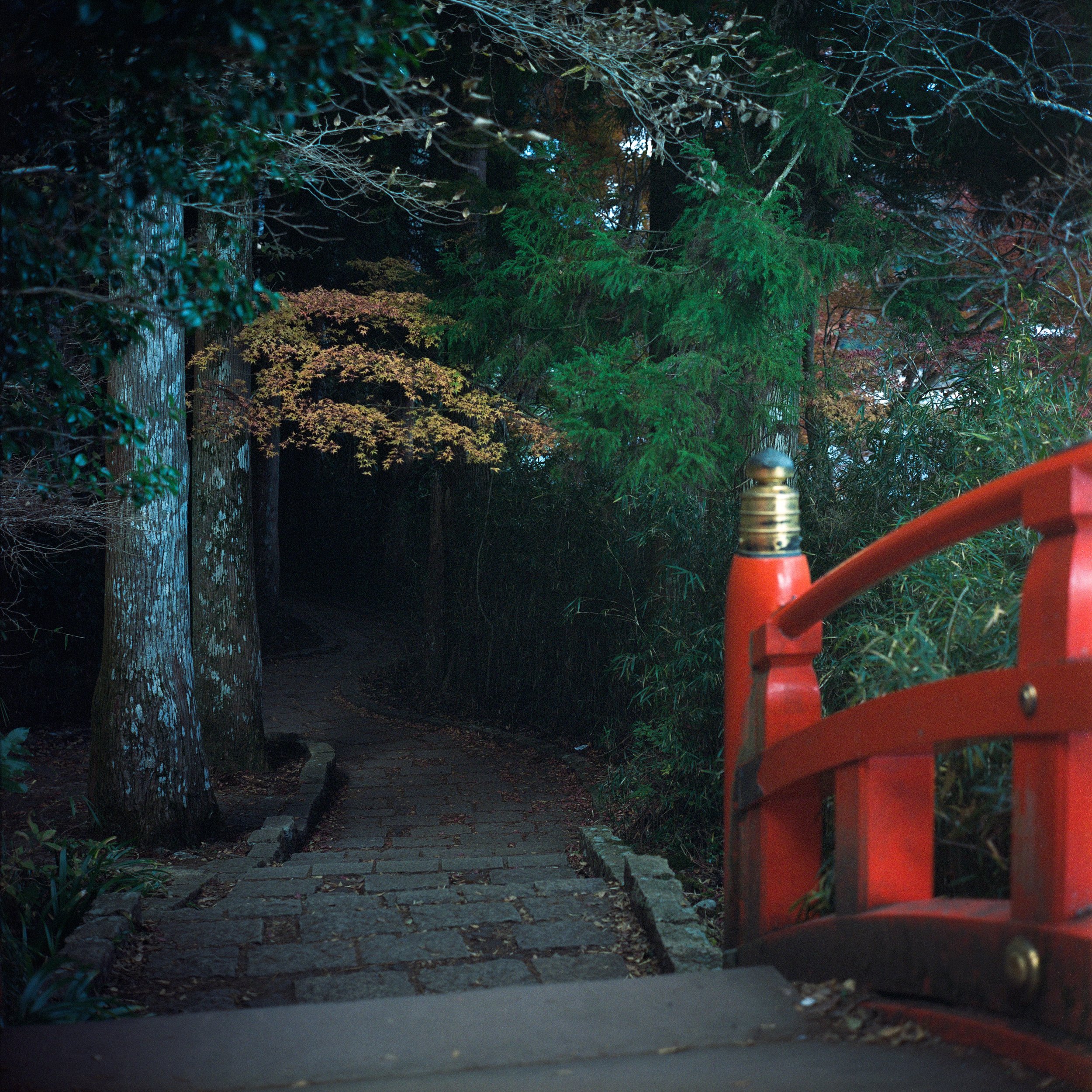 2025 Nov Tokyo (12)_ Portra 400_12.jpeg