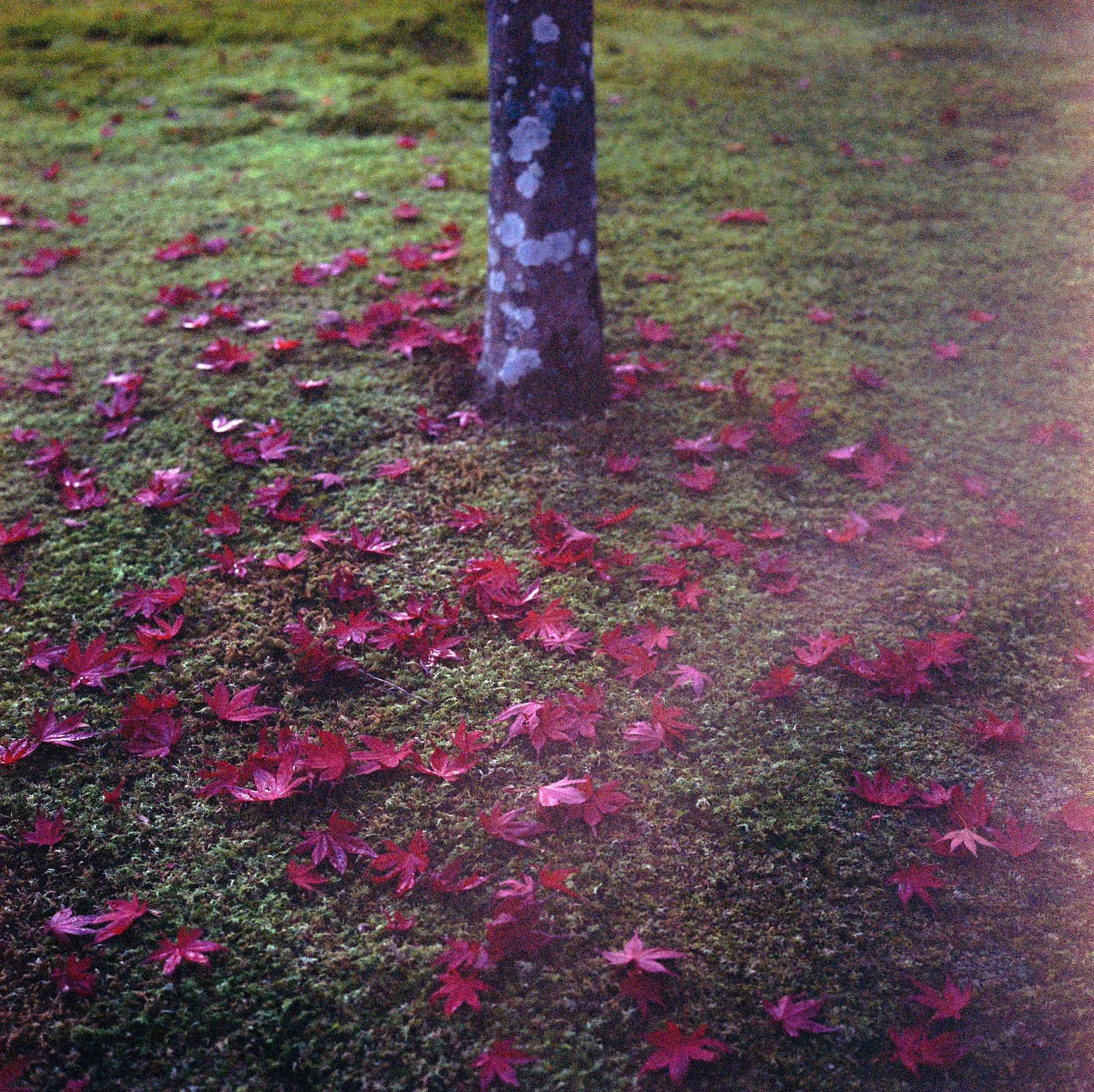2025 Nov Tokyo (13)_ Portra 800_6.jpeg