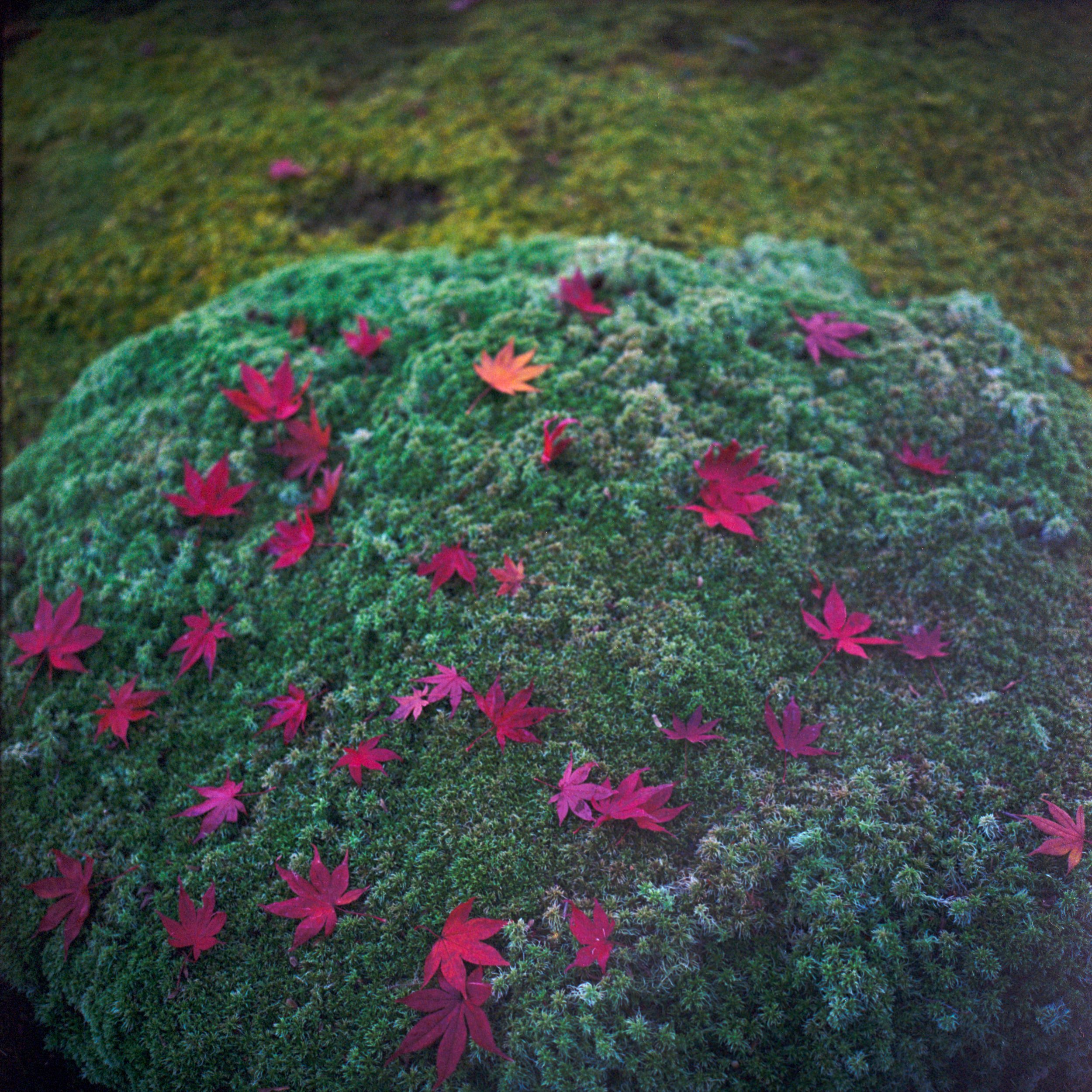 2025 Nov Tokyo (13)_ Portra 800_4.jpg
