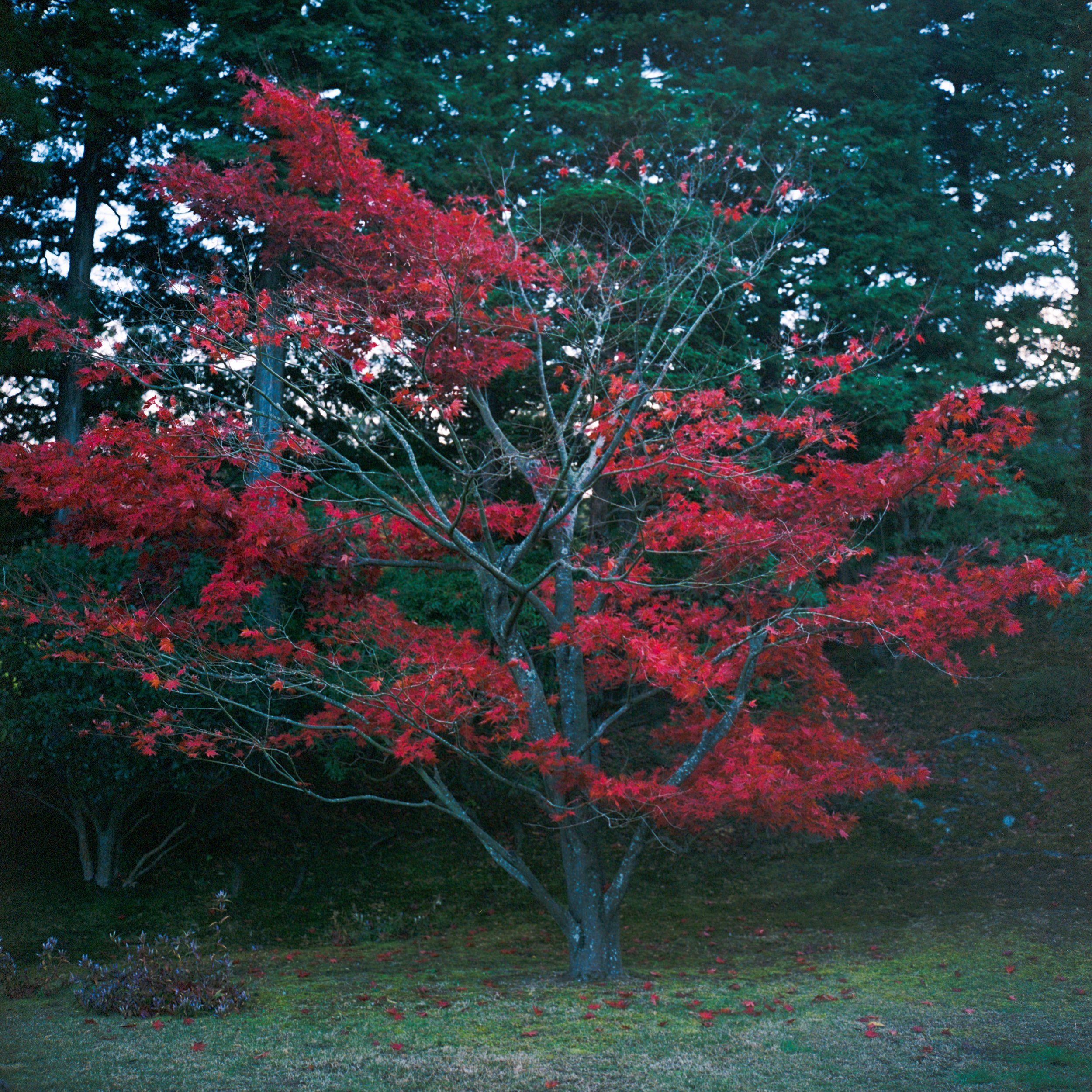 2025 Nov Tokyo (13)_ Portra 800_8.jpg