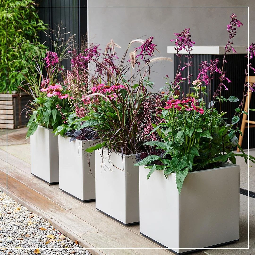 Vaste planten