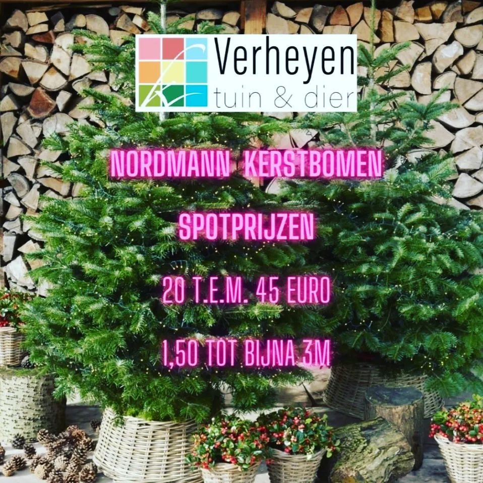 Nordmann kerstbomen