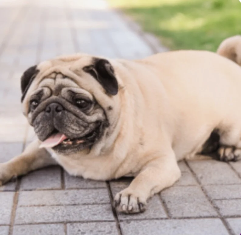 Overgewicht bij honden oplossen
