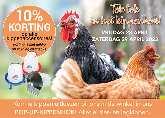 Tok tok in ons pop-up-kippenhok