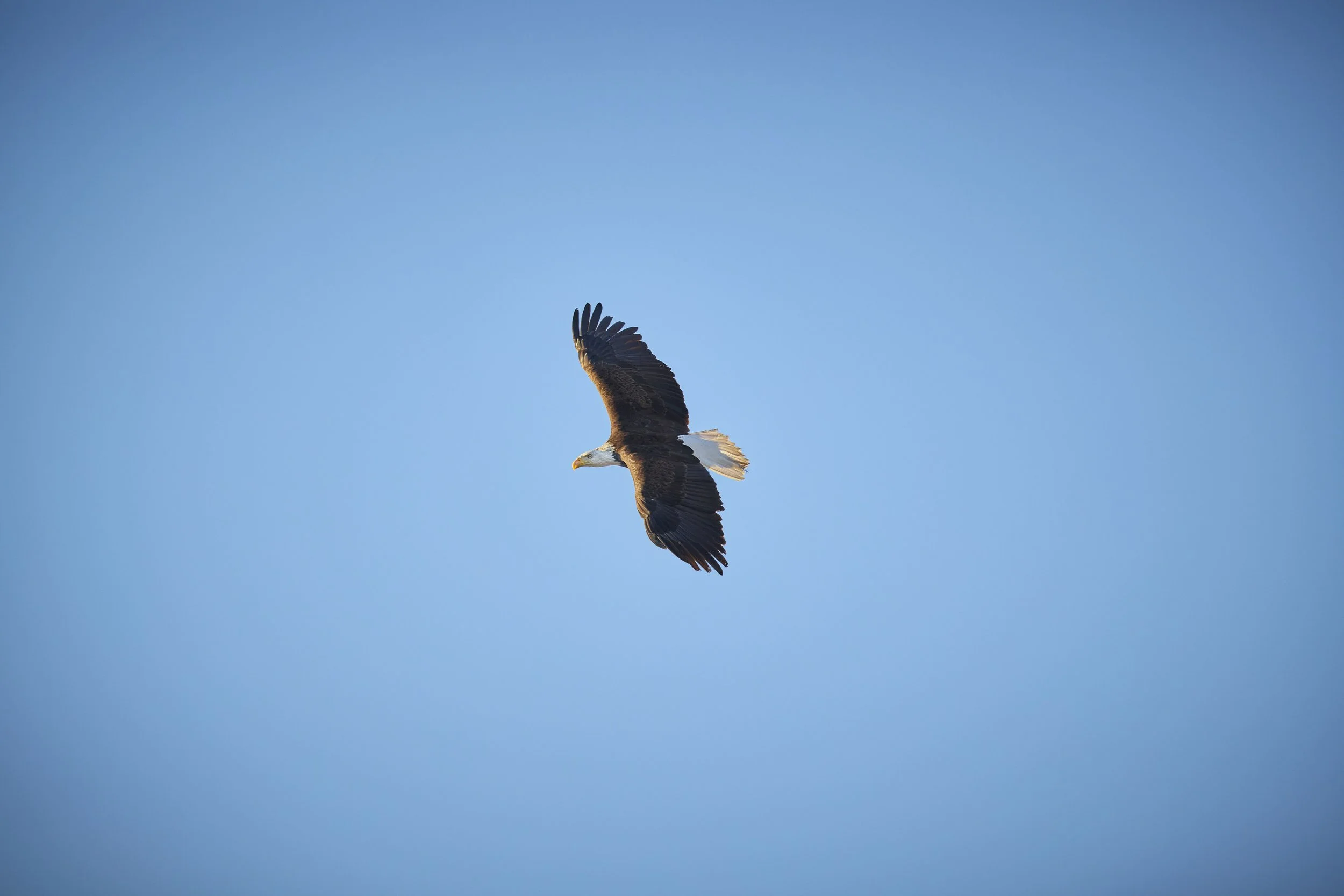 gg_251027_32-Eagle-B_14526_5m_RGB copy.jpg